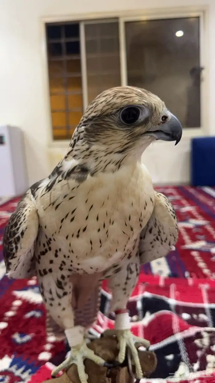طير حر من حر 0