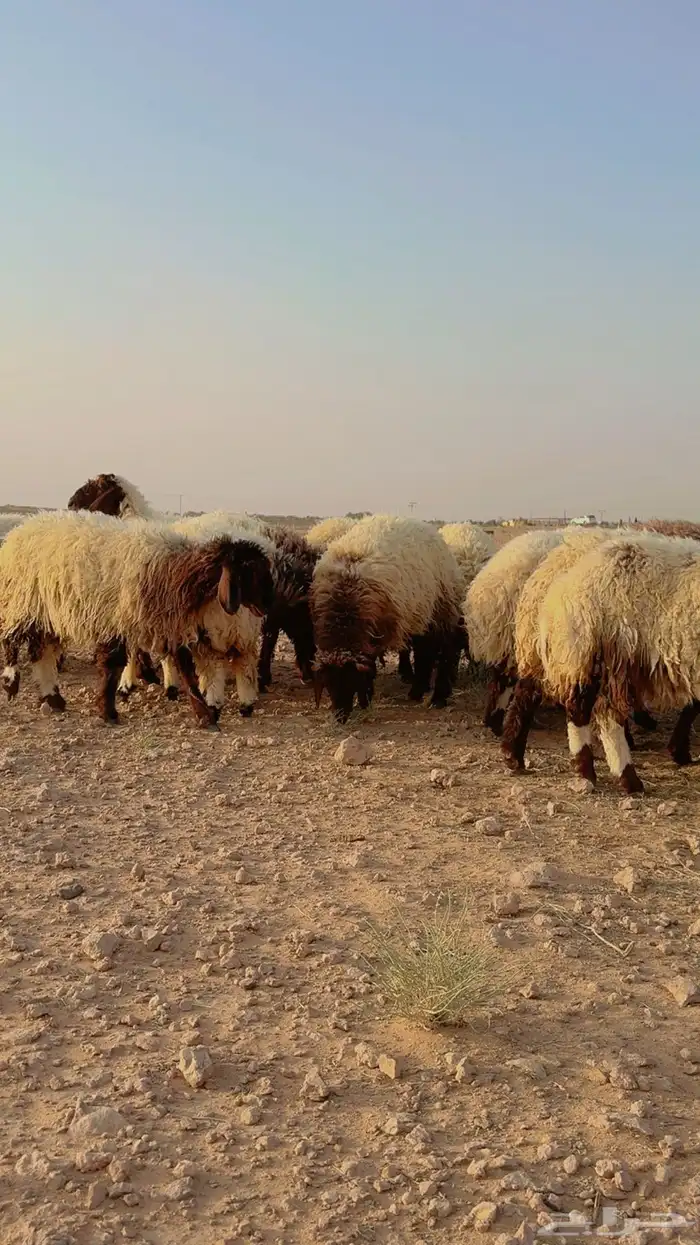 جذعات نعيم 6