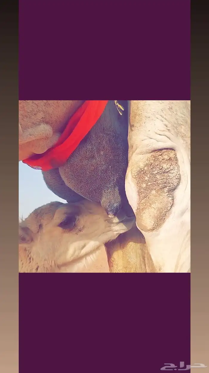 عشرا وضحى خفوت 4