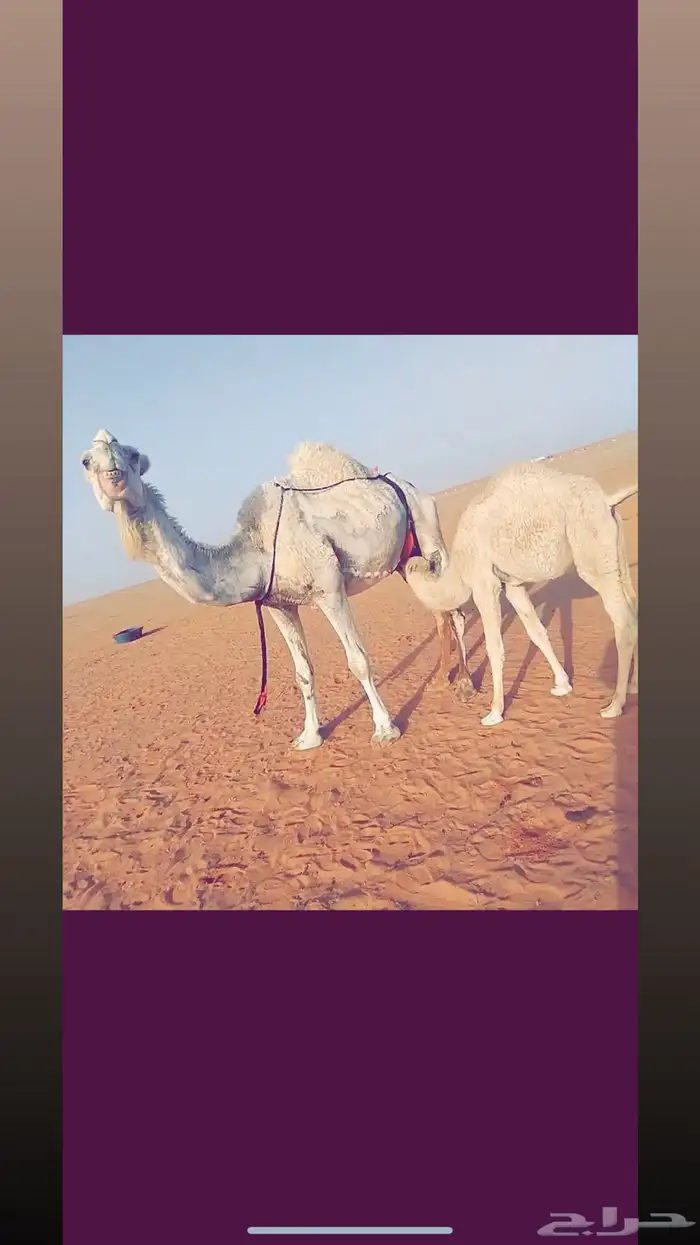 عشرا وضحى خفوت 2