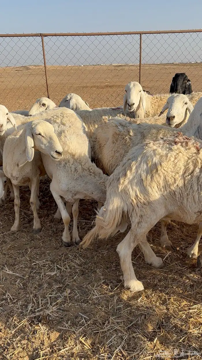 غنم حريات و معزاء للبيع 14