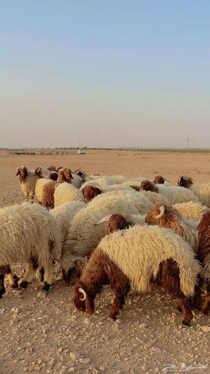 ذبائح تابي وتمارا ويوجد صلخ وتوصيل ( بريدة) 1