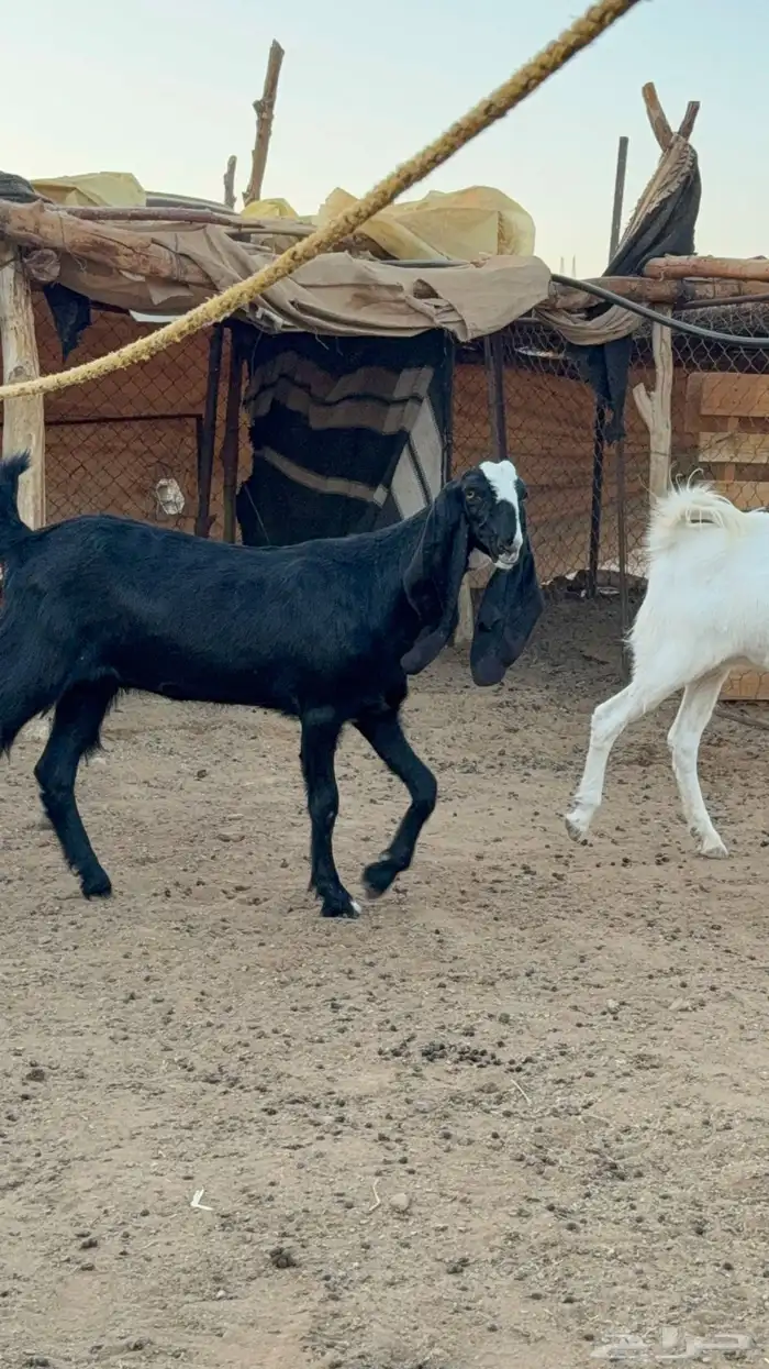جفار صنف 1