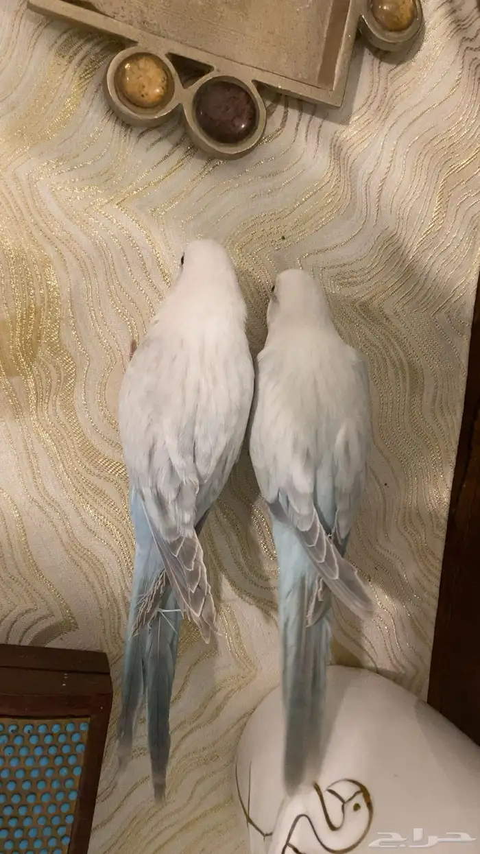 كويكر سنوايت 0
