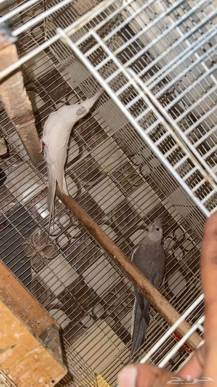 جوز كروان مشاءالله صحه تب ومنتج الذكر البينو اسبلت والانثى 0