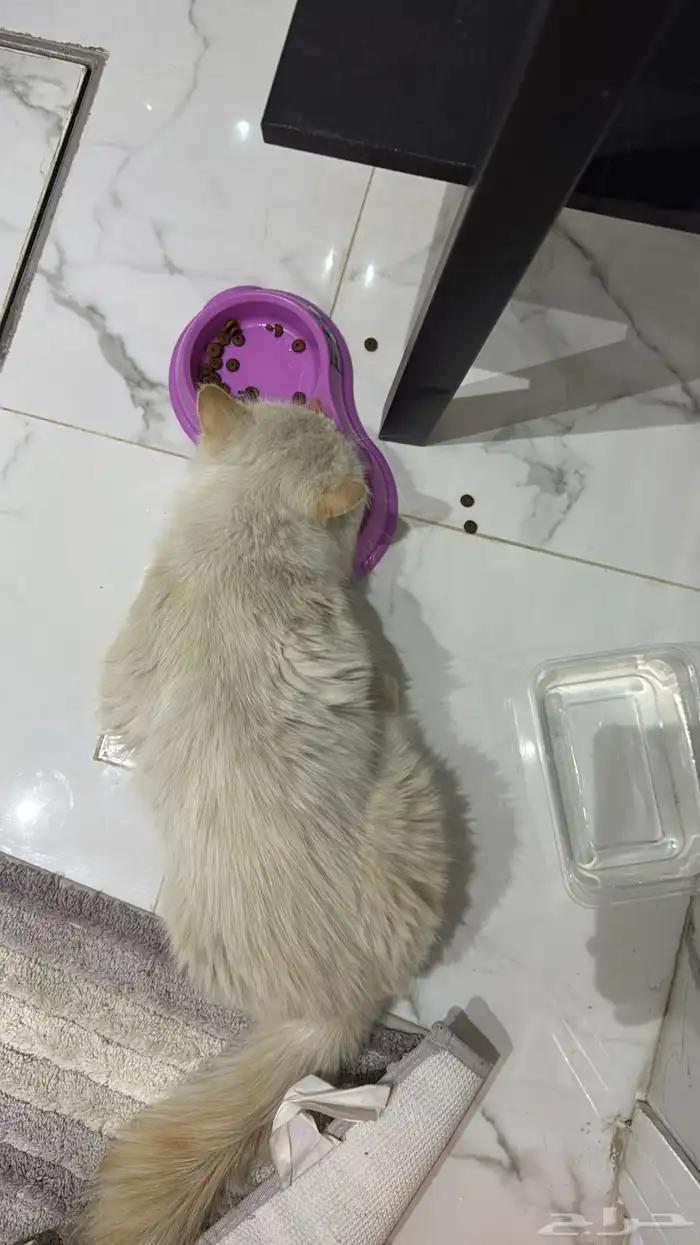 قطو ذكر للتبني 4