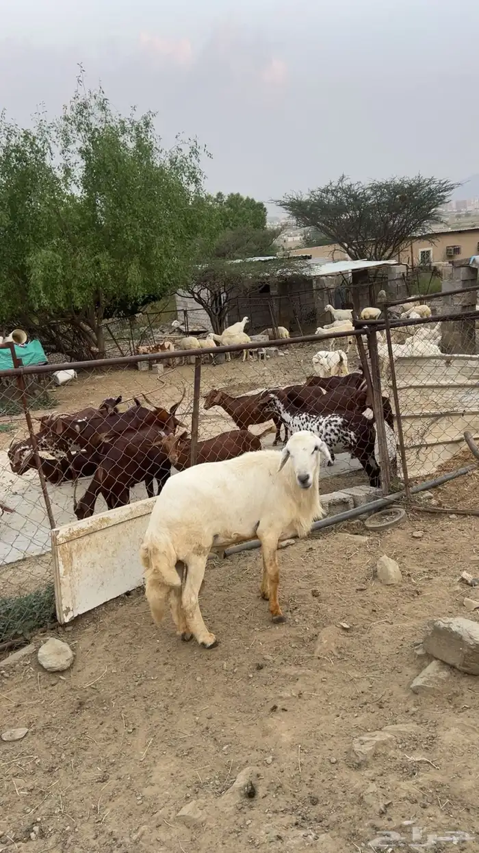 خروف فحل شرط 4