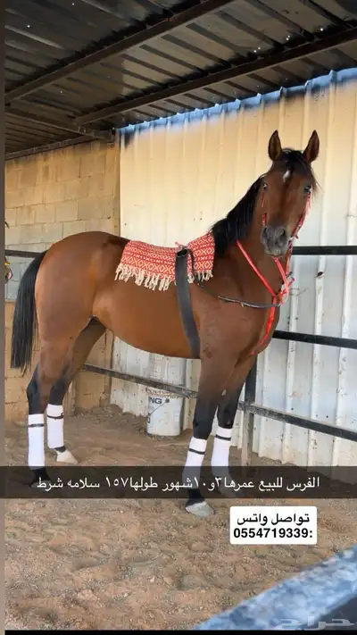 للبيع فرس شعبيه شيخه رفيعه 0
