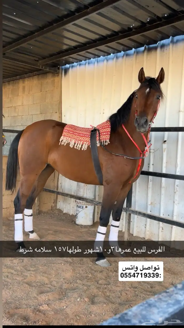 للبيع فرس شعبيه شيخه رفيعه 0