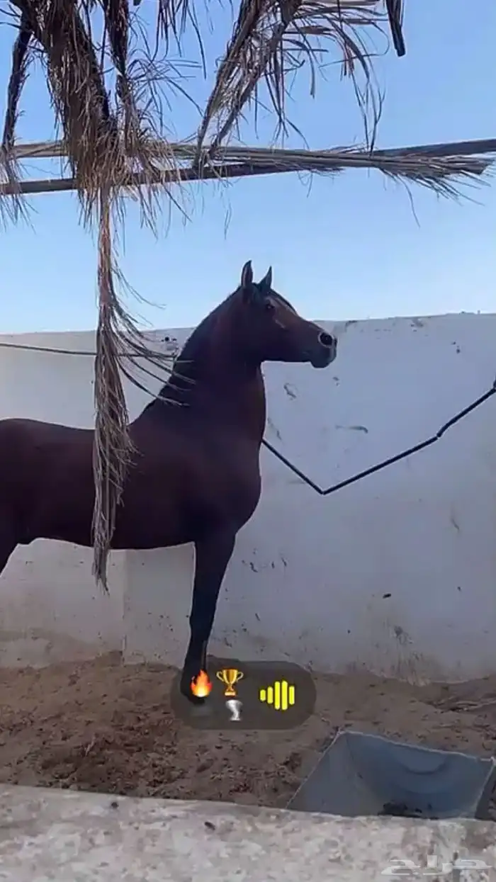 خيل شعبي 3
