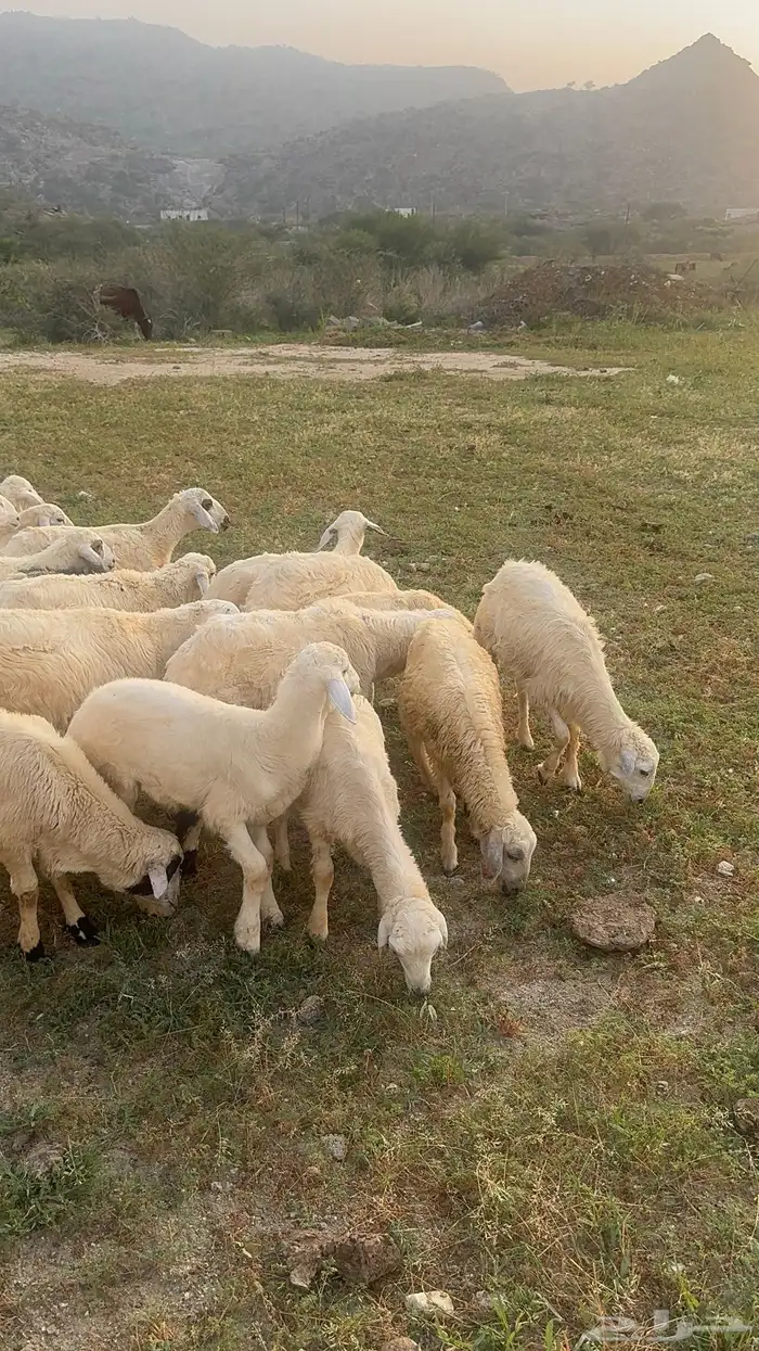 خرفان الموقع بارق   ثلوث المنطر 5