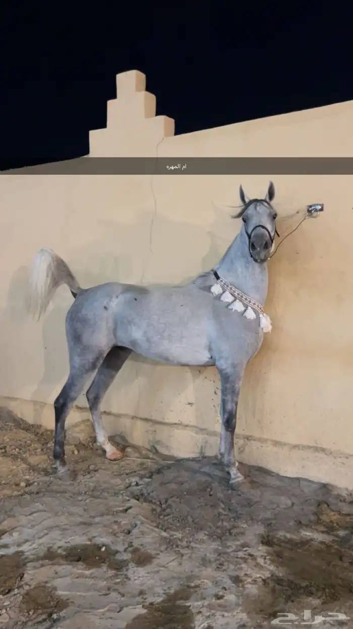 للبيع مهره واهو 6