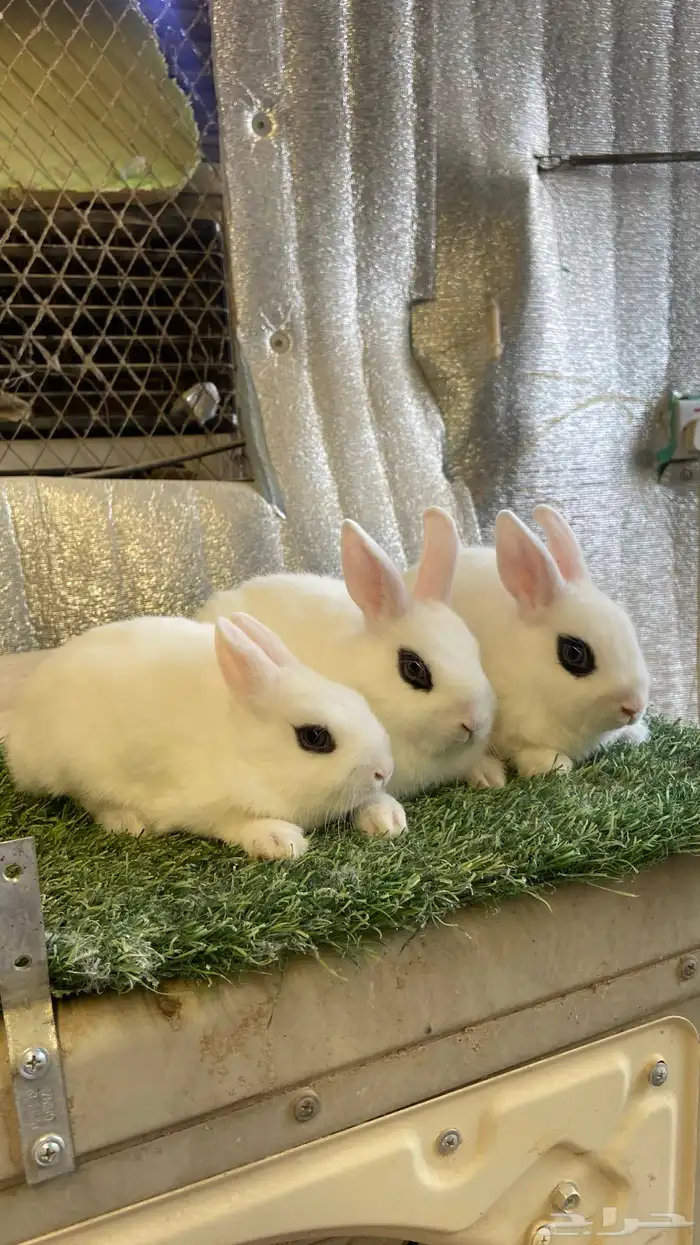 ارانب قزمية هوتوت( تم البيع ) 1