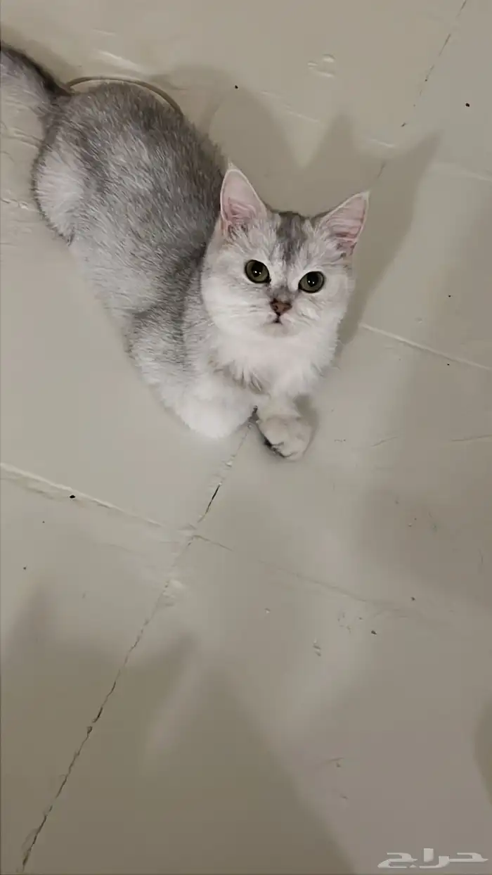آنثى سكوتش استريت ابيض شنشيلا 0