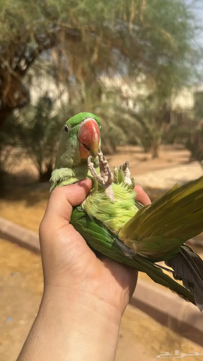 دره نبالي اليف 5