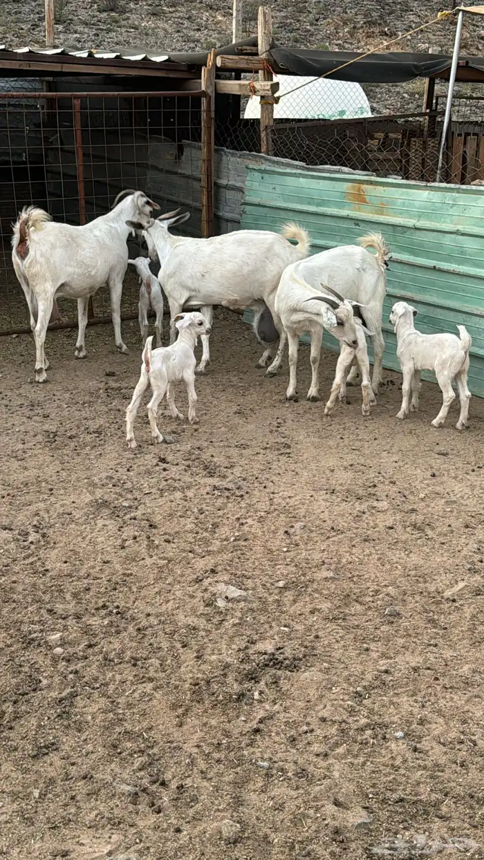 للبيع معزا بيشيات شي فاخر 8