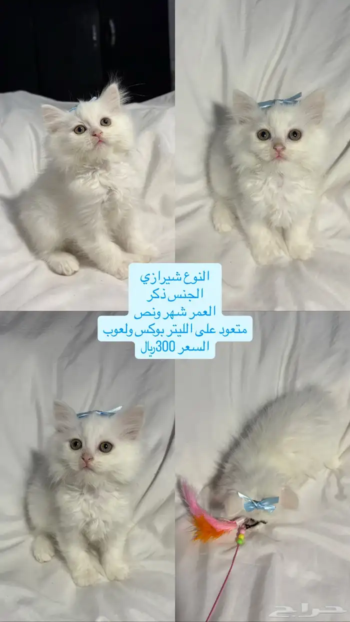 قطط شيرازي 1