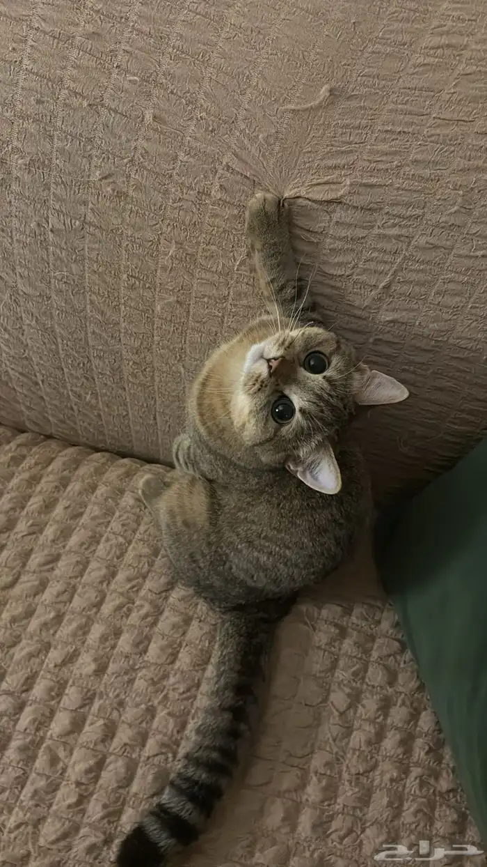 قطه سكوتش ستريت للتبني 0