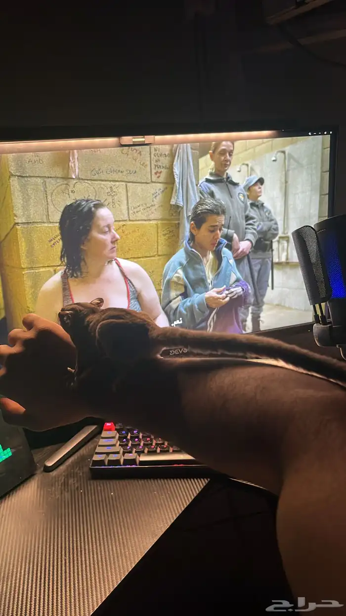 سنجاب طائر اليف 1