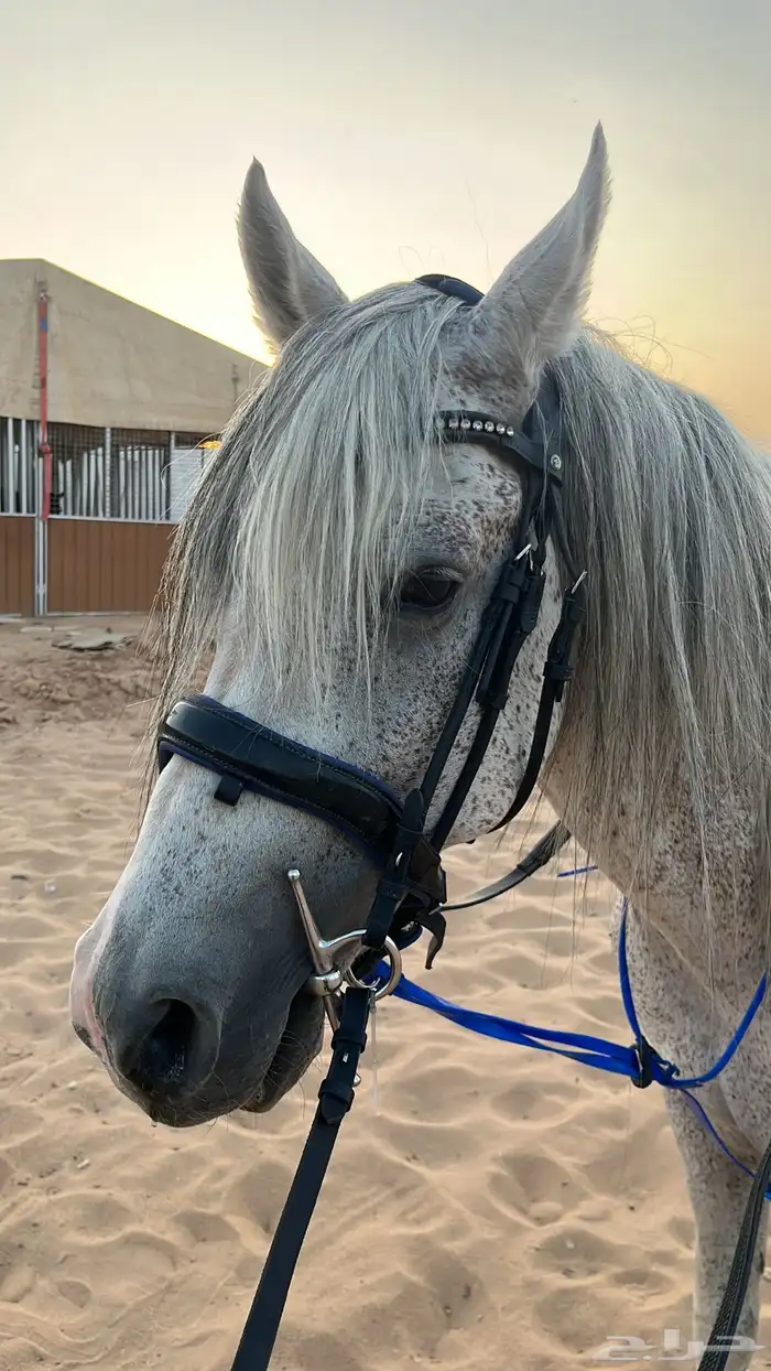 حصان واهو جزيري 3