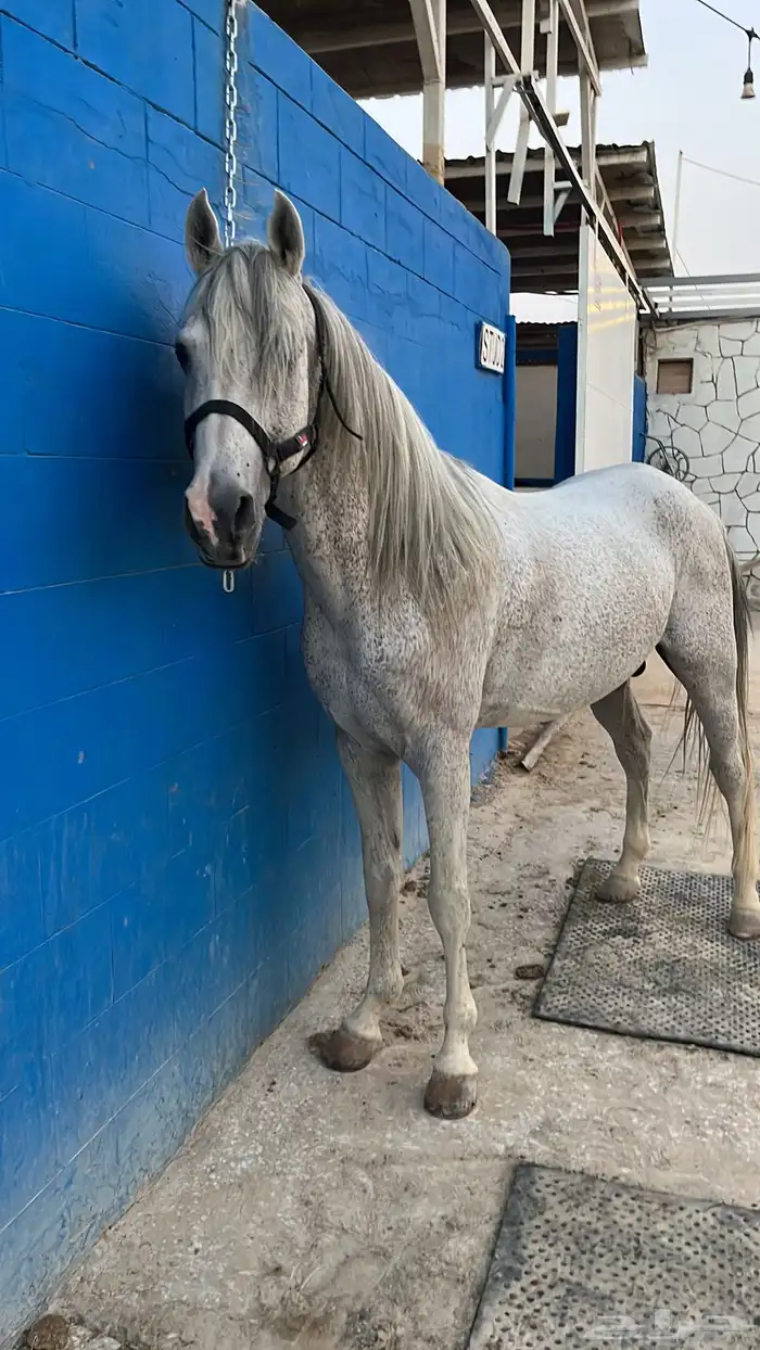 حصان واهو جزيري 0