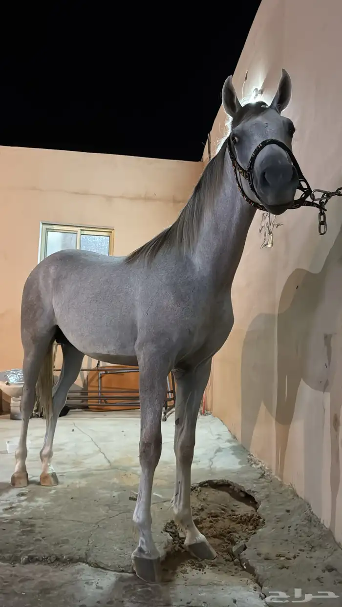 مهر شعبي 3
