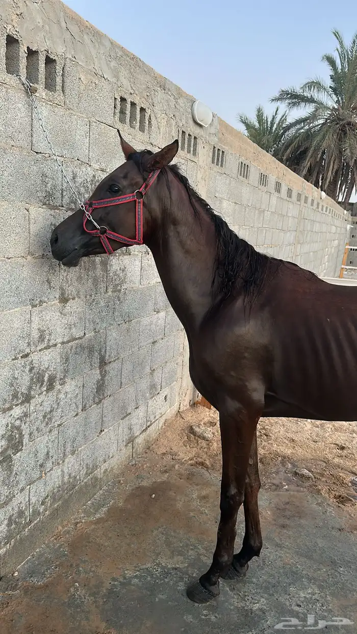 حصان شعبي كفو 3