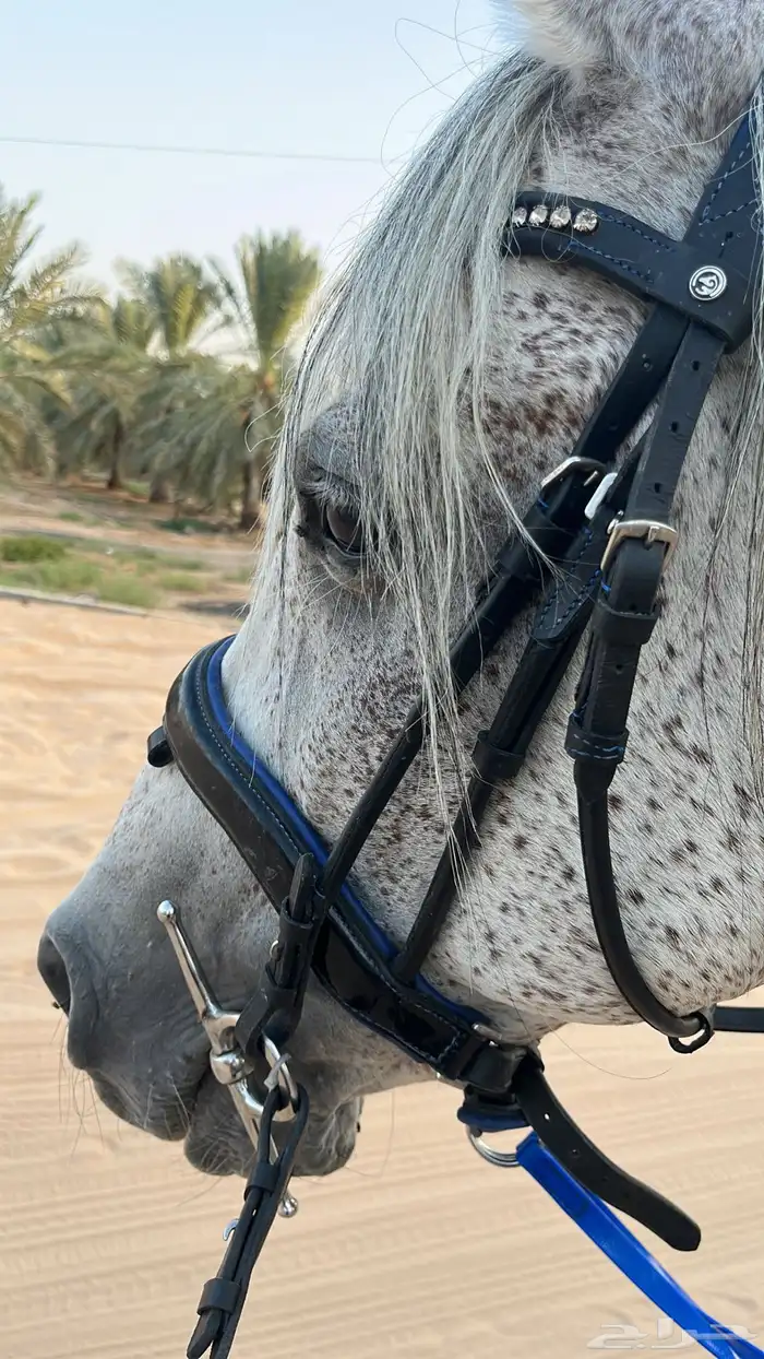 حصان واهو جزيري 2