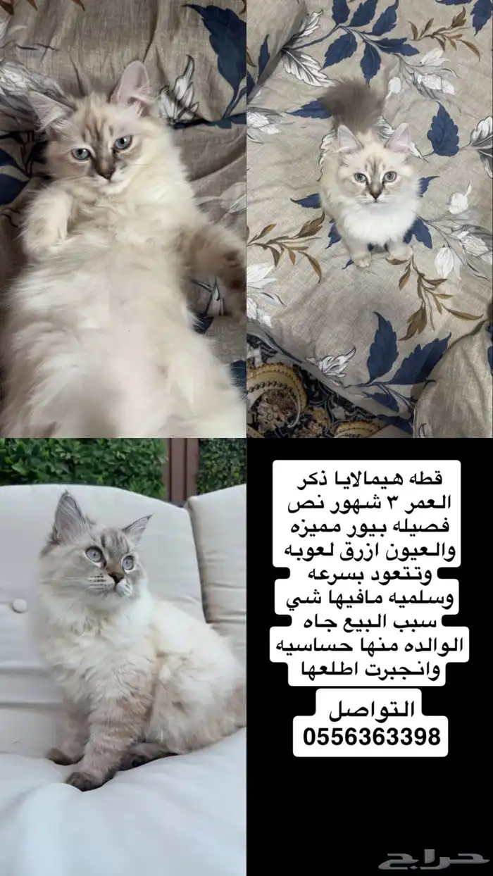 قطه هيمالايا كيتن عمرها 3 شهور ونص سليمه ولاتعاني من شي 0