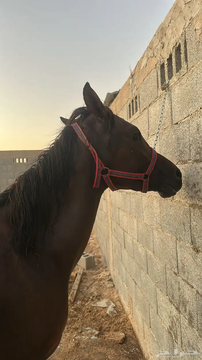 حصان شعبي كفو 1