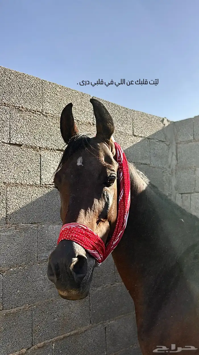 حصان 0