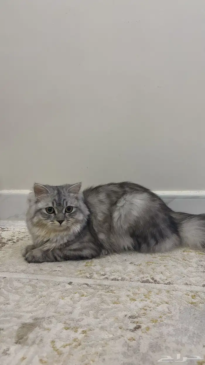 قطط 0