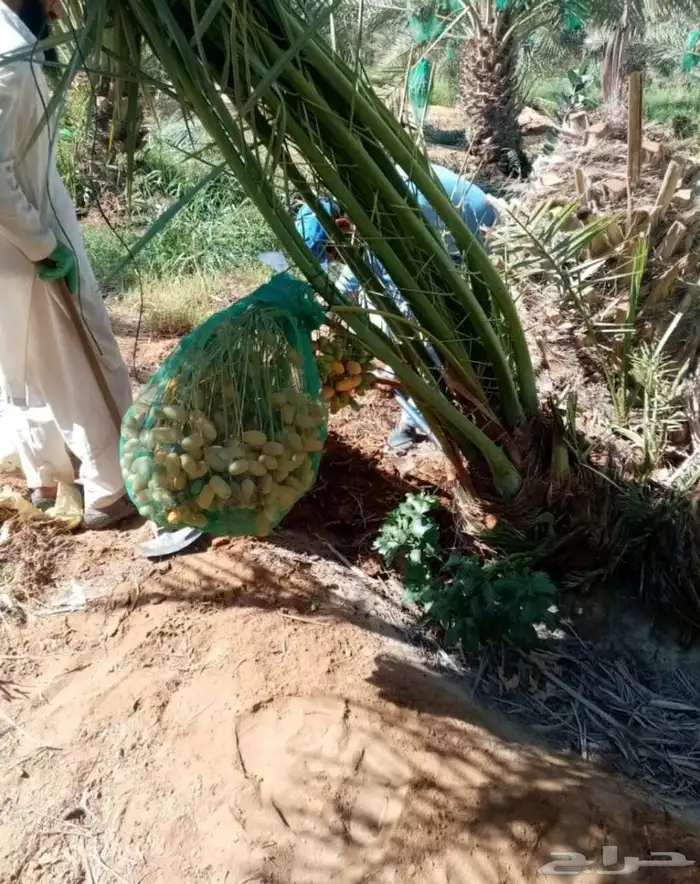 سلام عليكم زبائن الكرام يوجد لدينا نخل طيب وسعر مناسب 0