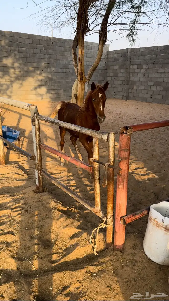 مهر 1