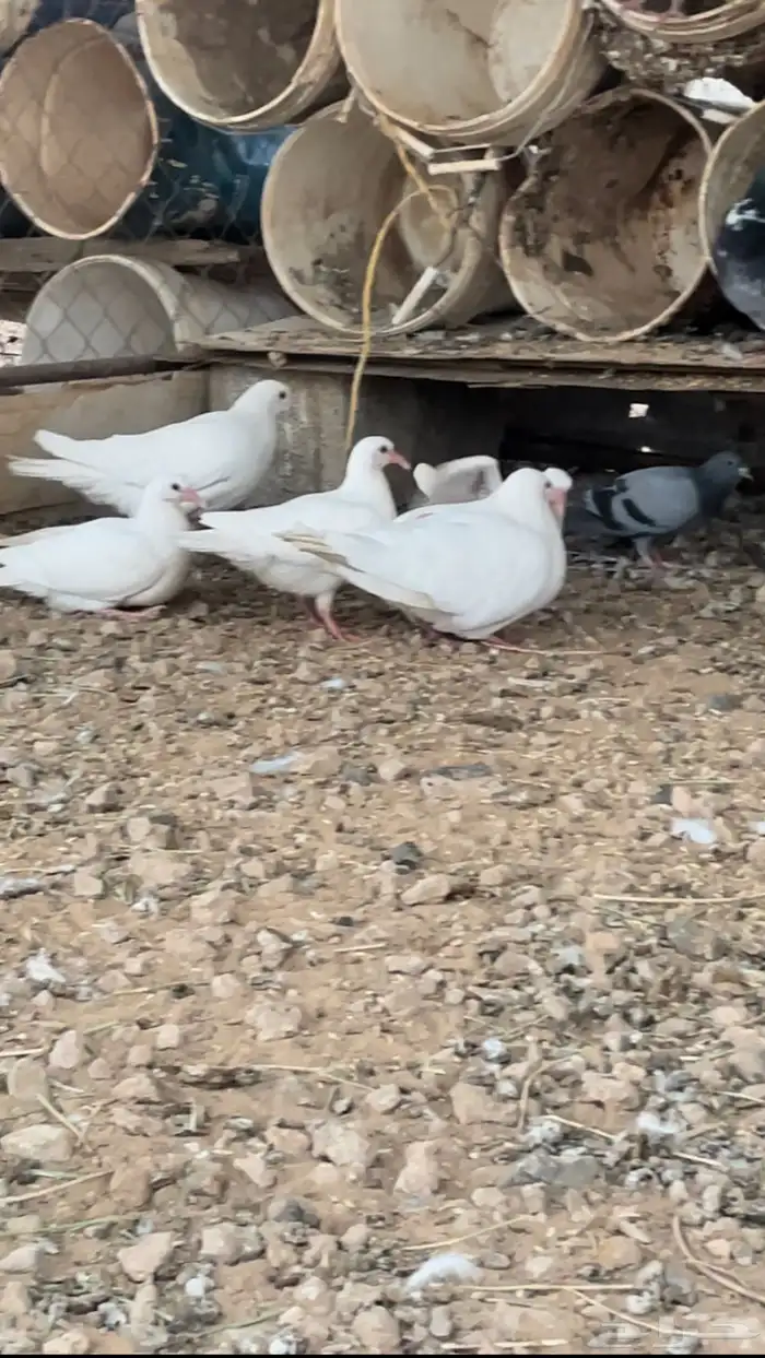للبيع افراخ حمام فرنسي جامبو وزاجل العدد9حبات 0
