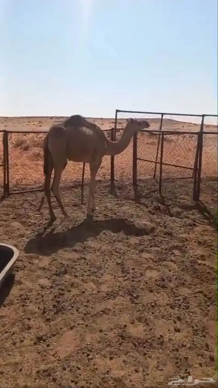 قعود البيع توصل وتساب 1