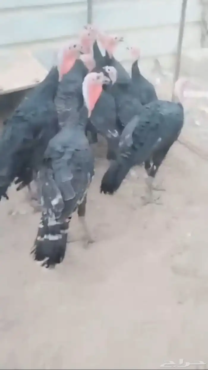 دجاج حمام 3