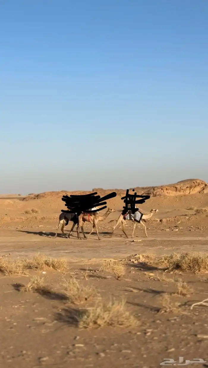 قعود للبيع موجه توجيه طيب ب الشداد 1