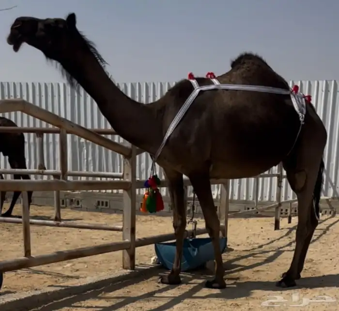 مجهم عشرا طيبه جدا ابيها ولد قعيدان رامس وسلم العذاريب 0