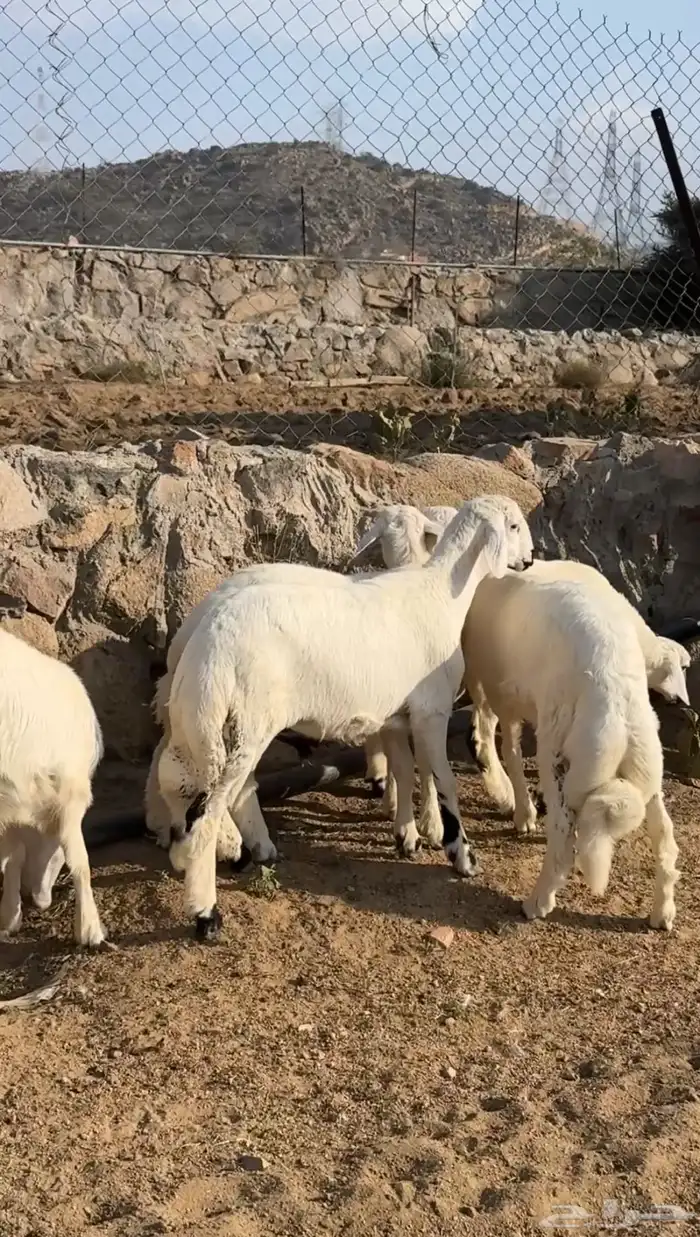 خرفان هرافى فل شحم 0