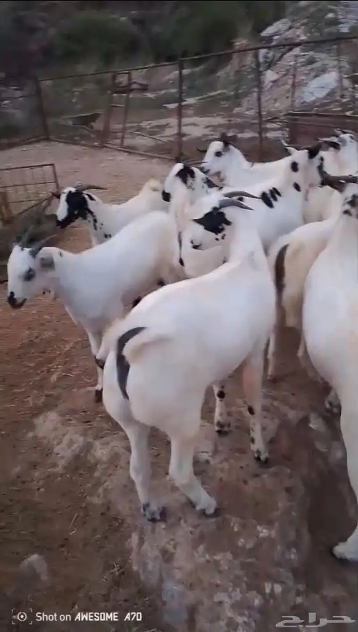تيوس مناسبات جدعان 0