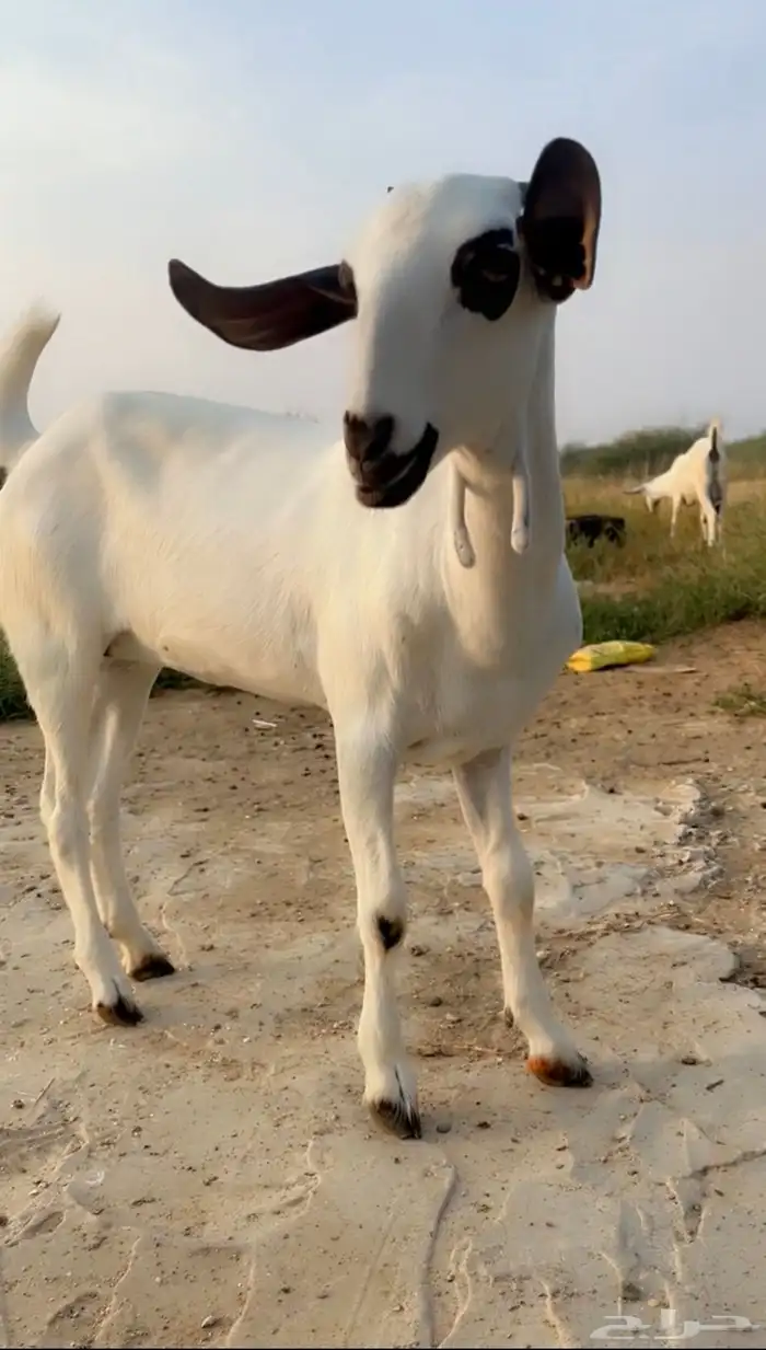 جفره كحلا صنف 1