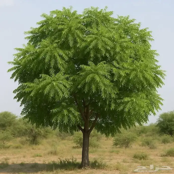 اخير 0