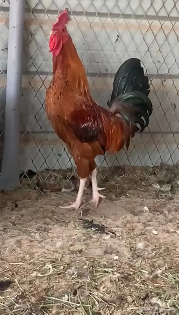 ديكين حمر للبيع ( ديك احمر 0