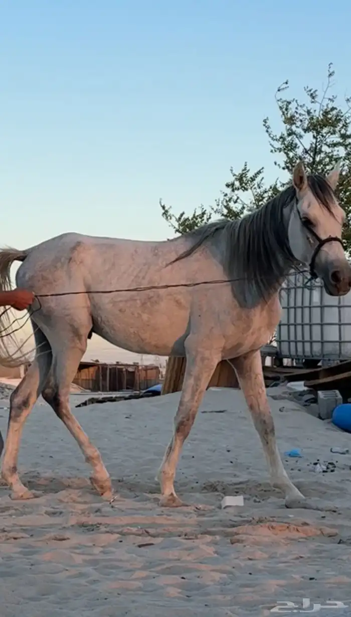حصان عربي 1