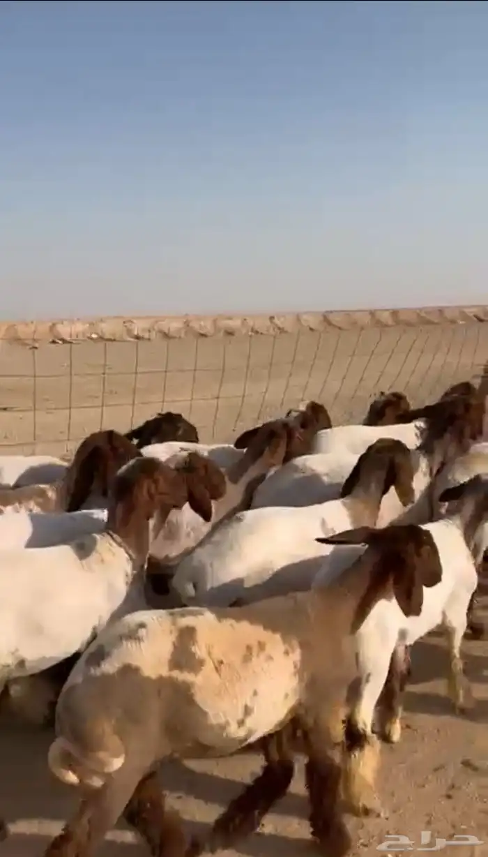 للبيع جذعات مضاريع نعيم 2