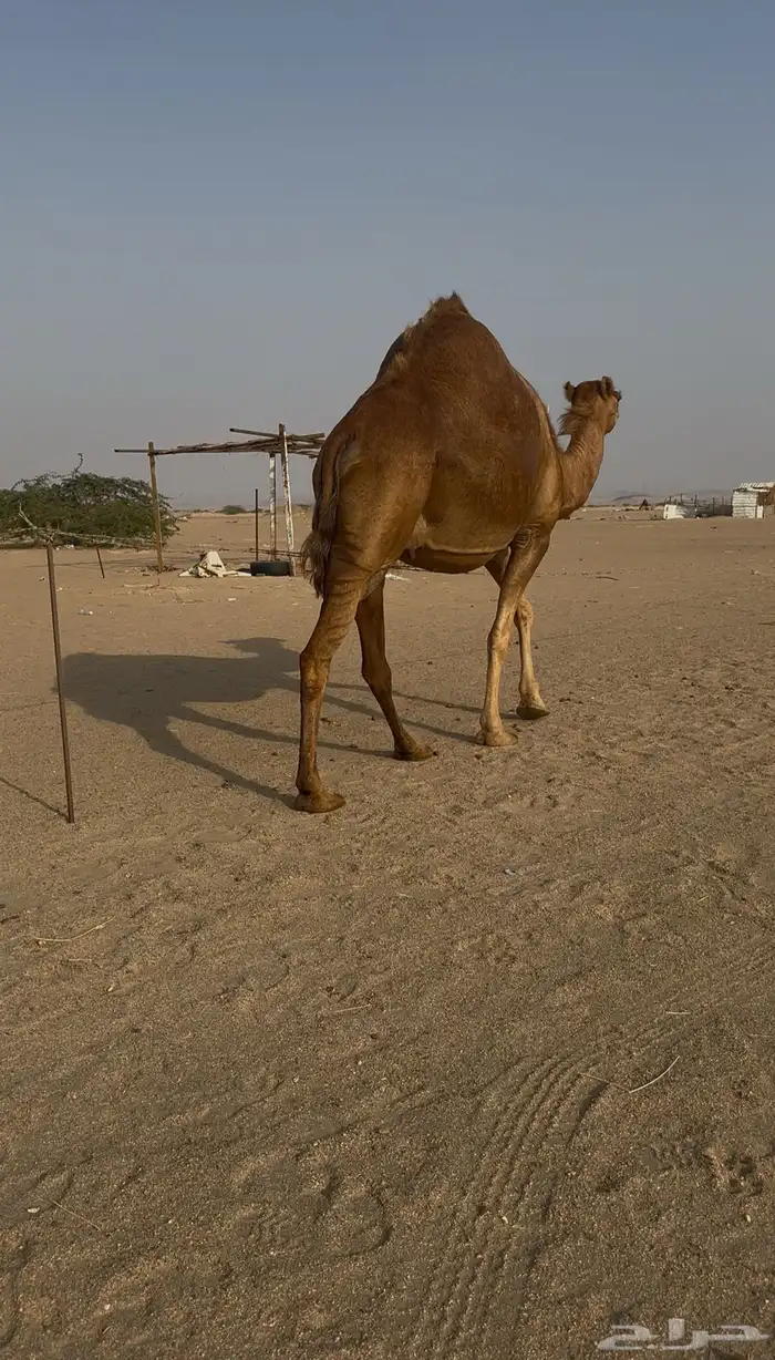 ملاقي ساحليه حلابه كفو 4