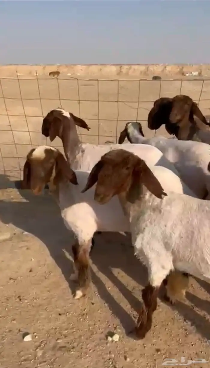 للبيع جذعات مضاريع نعيم 1