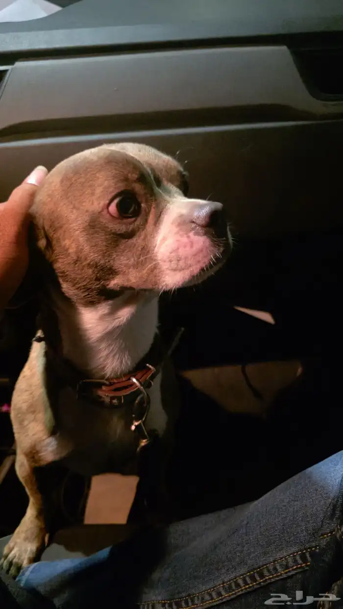 كلب بيتبول 0