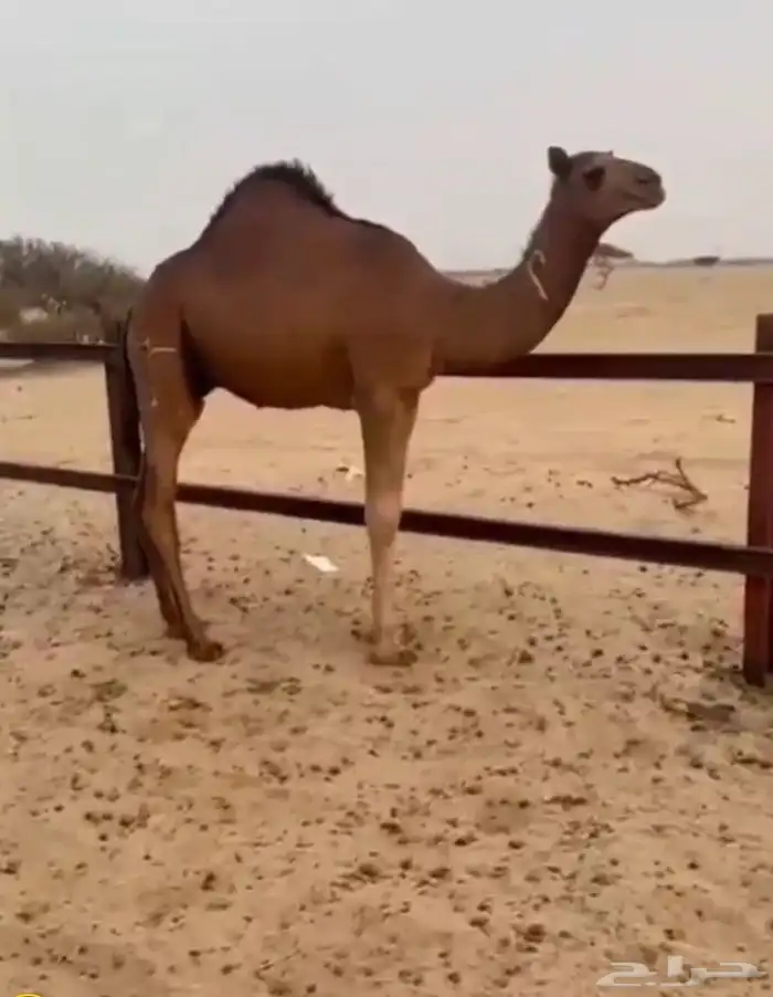 قعود فحل كايف ولد لطام 0